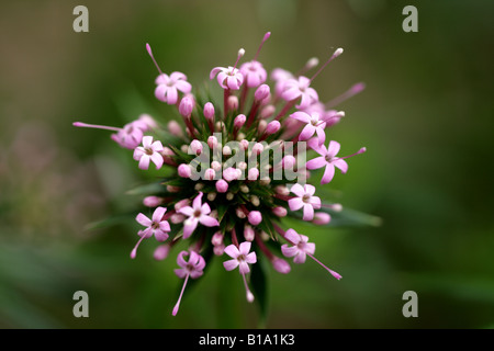 Crosswort (Phuopsis Stylosa) Stockfoto