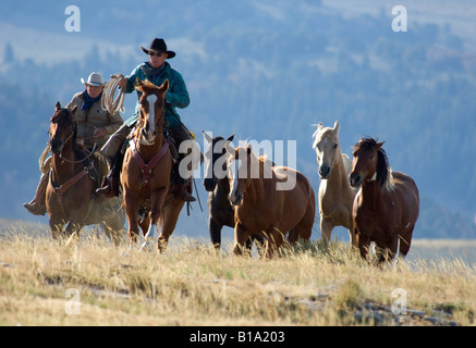 Aufrunden, Wyoming Stockfoto