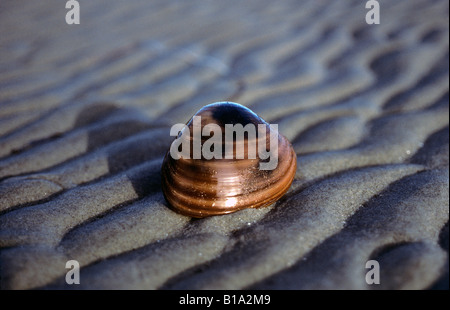 Meer Schneckenhaus am Strand. Braune Turban Schnecke Stockfoto