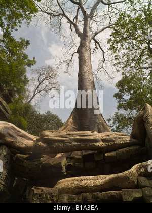 Baum und Vegetation auf Ruinen, Tempel Ta Prohm, Angkor, Kambodscha Stockfoto