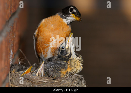 Überfüllten Nest mit drei jungen amerikanischen Robins während Mutter blickt auf Stockfoto