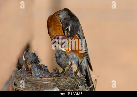 Mutter Robin Fütterung Schnabel voller Würmer, eine junge Küken mit Pin Federn im nest Stockfoto