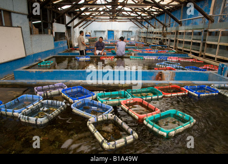 Indonesien Jakarta Harlekin aquatische Coral Bauernhof Gesamtansicht mit Pools und Körbe Stockfoto