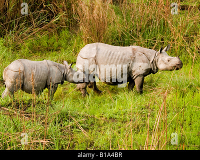 Mutter und Baby Indian einen gehörnten Nashorn Stockfoto