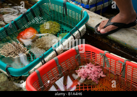 Indonesien Jakarta Arlequin aquatische Coral Bauernhof hautnah von Korallen in Korb Stockfoto