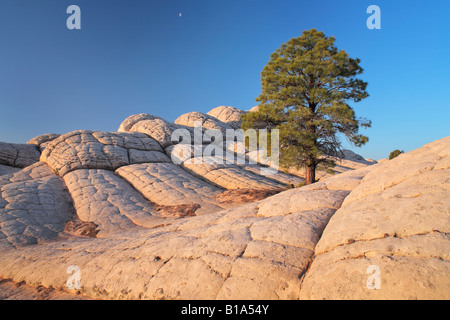 Felsformationen in der White Pocket-Einheit der Vermilion Cliffs National Monument, Arizona Stockfoto