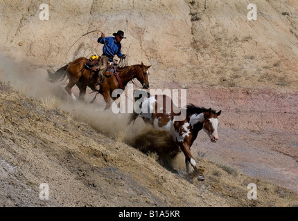 Ein Cowboy Jagd auf Pferd mit Lasso, Wyoming Stockfoto