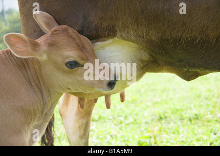 Kalb trinken Milch Stockfoto