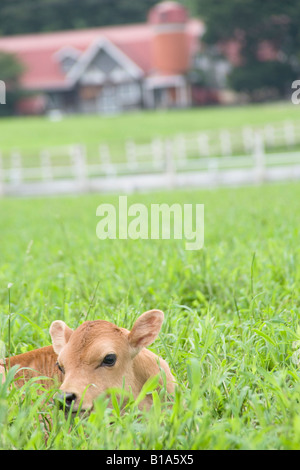 Kalb auf dem Rasen sitzen Stockfoto