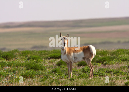 Pronghorn Antilope im Feld Stockfoto