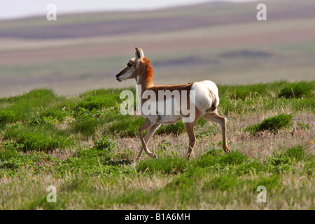 Pronghorn Antilope im Feld Stockfoto