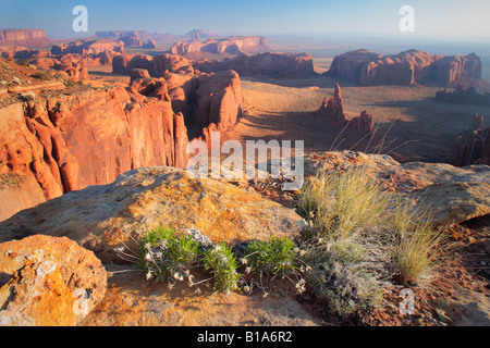 Wildblumen auf Hunts Mesa im Monument Valley in Arizona Stockfoto