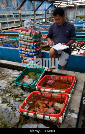 Indonesien Jakarta Harlekin aquatische Coral Bauernhof Stockfoto