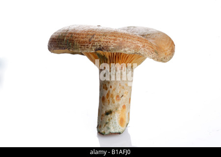 Niscalos Lactarius Deliciosus Robellon rovello Stockfoto