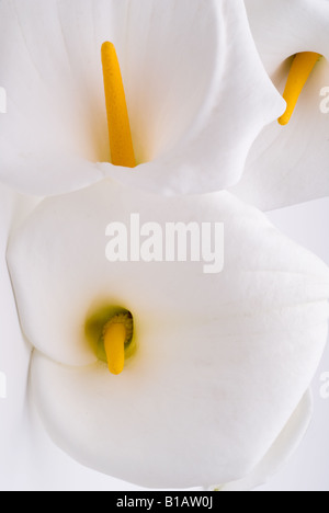 Schließen Sie drei Arum Calla Lilien auf weißem Hintergrund Stockfoto