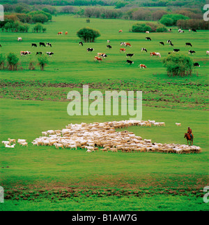 Menschen hüten Schafe auf der Wiese von Hulunbeier, Innere Mongolei, China Stockfoto