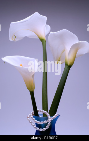 Drei Calla-Lilien in Vase mit Perlen Stockfoto