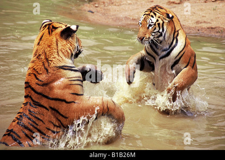 zwei Tiger spielen im Wasser Stockfoto