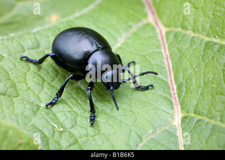blutige Nase Käfer Timarcha Tenebricosa cornwall Stockfoto