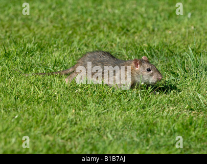 Erwachsenen braune Ratte huschen über eine Rasenfläche in der Nähe ein Vogelhaus Stockfoto