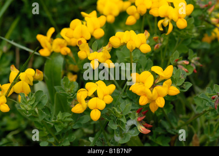 Vögel foot Trefoil oder Eier und Speck, Lotus corniculatus, in blühenden Pflanze Devon Stockfoto