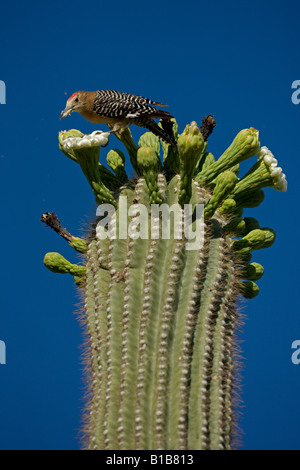 Gila Specht (Melanerpes Uropygialis) ernähren sich von Nektar und Insekten in den Blüten der Saguaro Kaktus - Arizona - USA Stockfoto