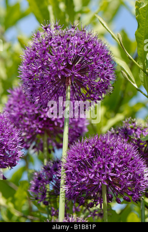 Allium Purple Sensation Blumen im Garten Zierpflanzen Stockfoto