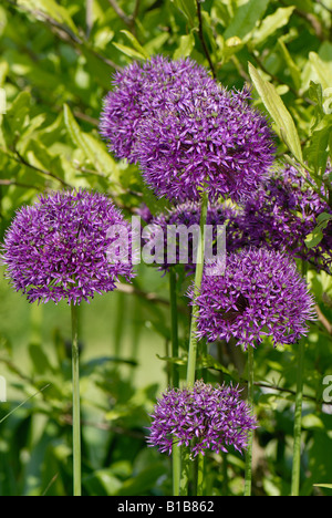 Allium Purple Sensation Blumen im Garten Zierpflanzen Stockfoto