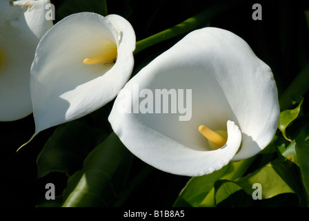 Weiße Blumen und Stempel von einem Arum Lilie Zantedeschia aethiopica Stockfoto