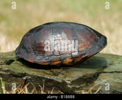 Gestreifte Schlamm Schildkröte / Kinosternon Baurii Stockfoto