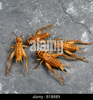 House Cricket, Domestic Cricket, Domestic Grey Cricket (Acheta domestica) Stockfoto