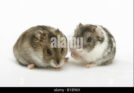 zwei Dzhungarian-Zwerg-Hamster - Ausschneiden Stockfoto