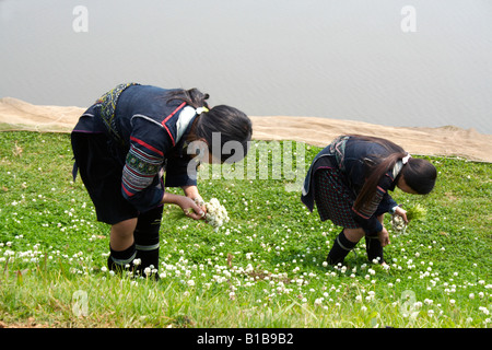 Zwei Mädchen aus der Black Hmong Bergstämme Blumenpflücken, Sapa, Vietnam Stockfoto