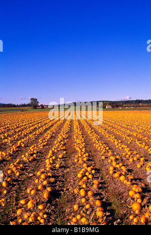 Saanich Peninsula, BC, Vancouver Island, British Columbia, Kanada - Kürbisse in Verteilerfeld Kürbis (Cucurbita Pepo), ernten Stockfoto