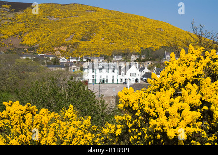 dh ulex europaeus furze HELMSDALE SUTHERLAND Schottisches Frühjahrsgelb Whin fabaceae Hochland wilde Gorse Blumen Dorf schottland Stockfoto