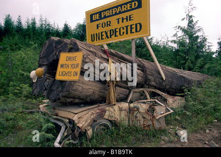 Warnschild Road, Warnschilder - Auto zerquetscht durch großen Baum auf aktive Protokollierung Straße in West-Coast-Wald, British Columbia, Kanada Stockfoto