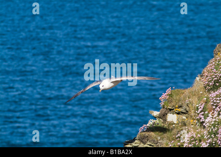 Dh Eissturmvogel VOGEL UK Flying Eissturmvogel seabird Segelfliegen seacliff Fulmarus glacialis Orkney Schottland