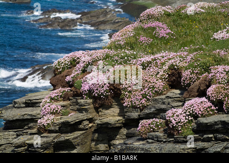 dh Armeria Maritima Sparsamkeit ORKNEY Meer pinks Sparsamkeit Armeria Maritima auf Orkney Seacliff Atlantikküste Stockfoto