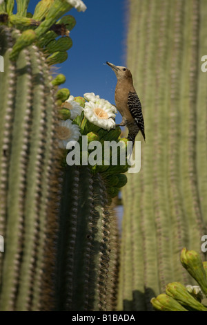 Gila Specht (Melanerpes Uropygialis) ernähren sich von Nektar und Insekten in den Blüten der Saguaro Kaktus - Arizona - USA Stockfoto