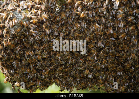 Ein Bienenschwarm hautnah Stockfoto