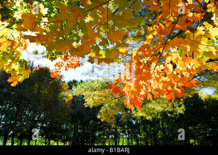 Zweige der bunten Herbst Ahornbäume im Park fallen Stockfoto