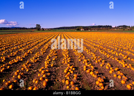 Saanich Peninsula, BC, Vancouver Island, British Columbia, Kanada - Kürbisse in Verteilerfeld Kürbis (Cucurbita Pepo), ernten Stockfoto