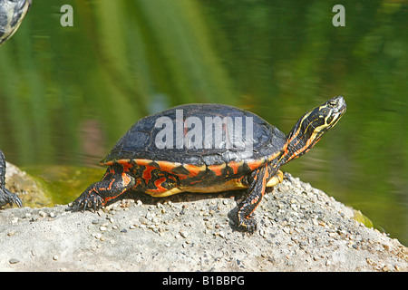 Eastern bemalt Schildkröte / Chrysemys Picta Picta Stockfoto