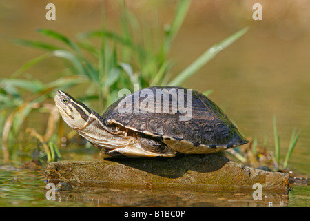 Amboina-Kastenschildkröte (Cuora amboinensis) bei einem Sonnenbad auf einem Felsen auf dem Wasser Stockfoto