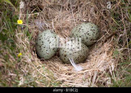 weniger schwarz unterstützt Möwe Nest und Eiern Larus Fuscus cornwall Stockfoto