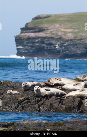 dh Phoca vitulina ROBBE ORKNEY uk Gemeine Robbe, die sich auf Felsen sonnt Birsay Orkney Felsen Robben Kolonie Schottland Wildtiere Meereshafen Stockfoto