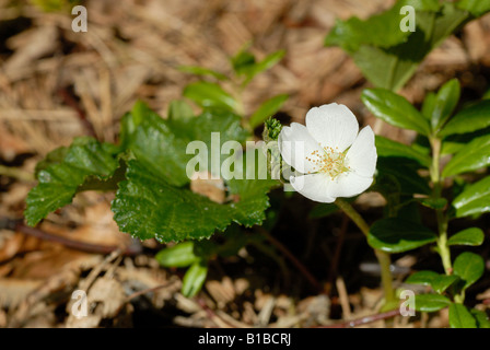 Blüte der Moltebeere (Rubus Chamaemorus) Stockfoto