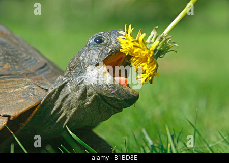 Gewöhnliche Kastenschildkröte (Terrapene carolina), die eine Löwenzahnblume frisst Stockfoto