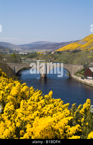 dh Thomas Telford Bogenbrücke FLUSS HELMSDALE SUTHERLAND SCHOTTLAND Scottish Highlands historischen Frühling gelb Ginster Sträucher Norden 500 Küste Road Trip Stockfoto