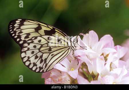 Papier-Drachen auf Blüte / Idee Leuconoe Stockfoto